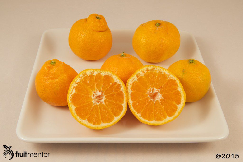 Okitsu Wase Satsuma Mandarin Oranges