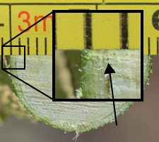 citrus cambium layer is shown by arrow