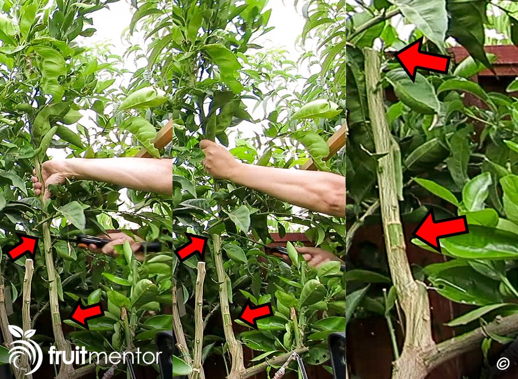 Cortar la parte superior de la rama para forzar el crecimiento del injerto.