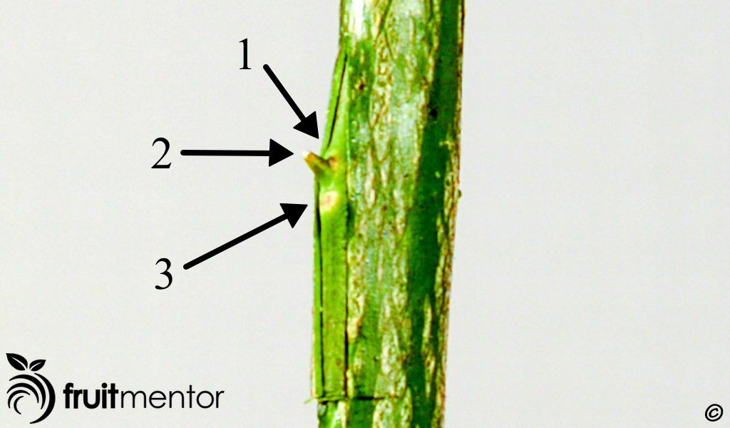 orientation of the bud