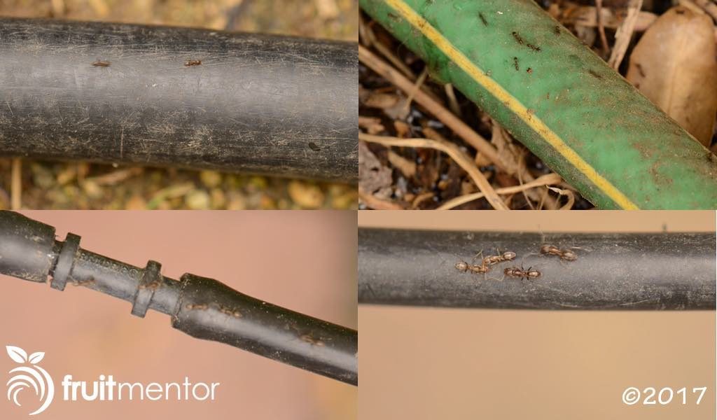 软管和灌溉管上的阿根廷蚁。