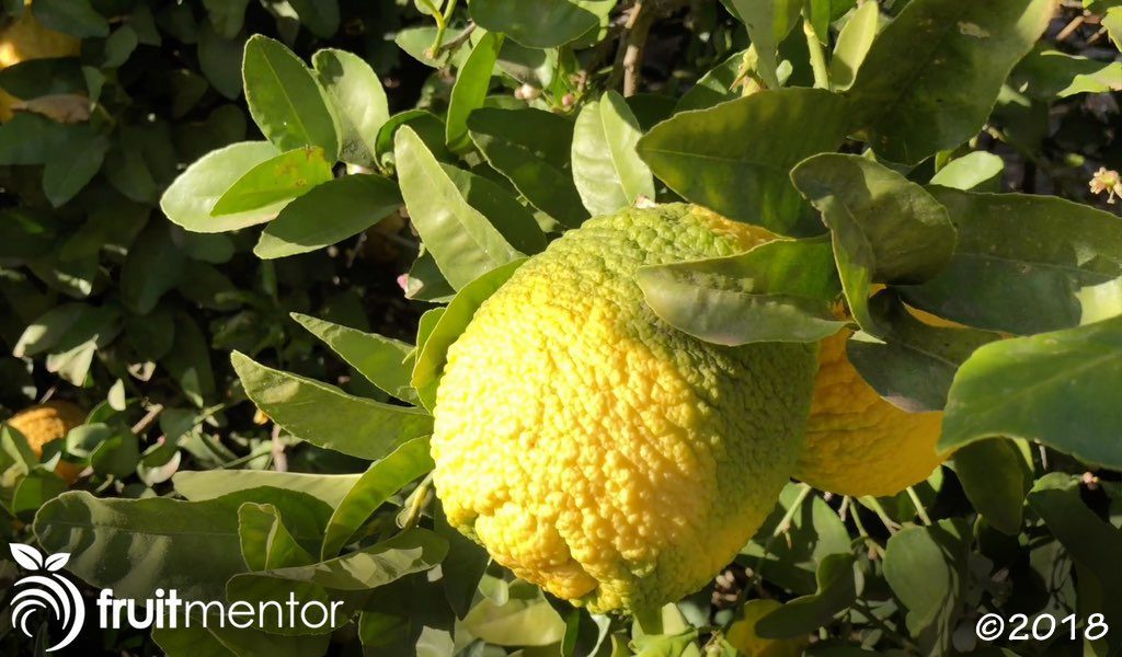 Citrus rootstock trees produce inedible fruit.