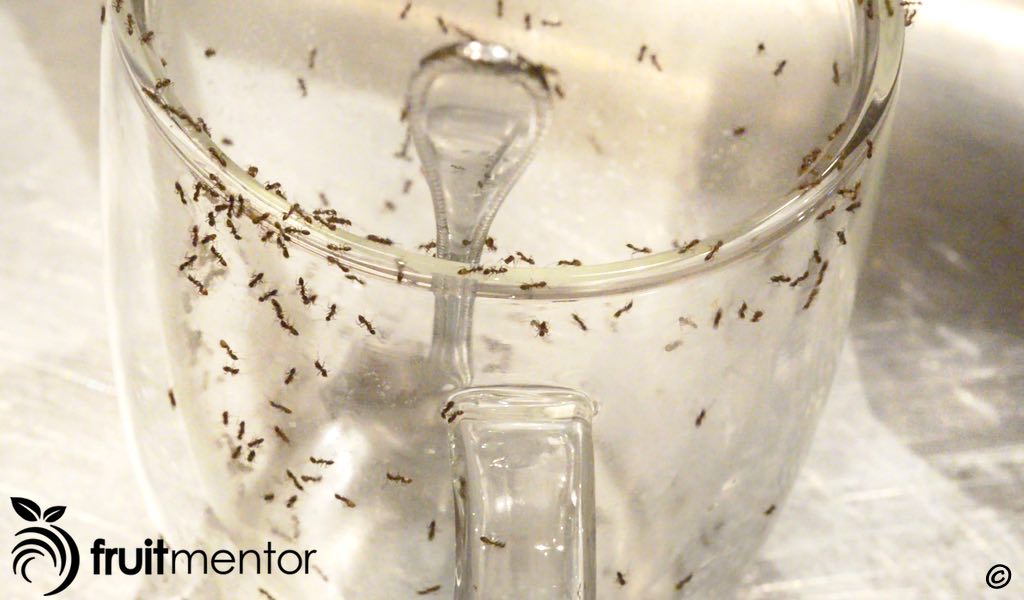 Las hormigas argentinas invadiendo una casa.