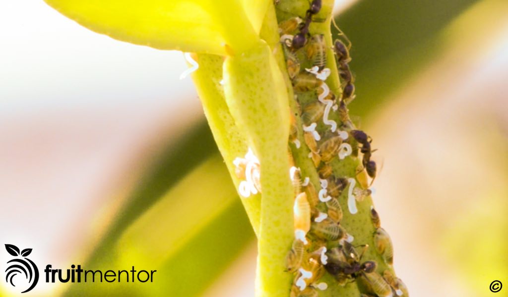 아르헨티나 개미는, 아시아 감귤류 프실라가 생산하는 단물을 수확합니다.