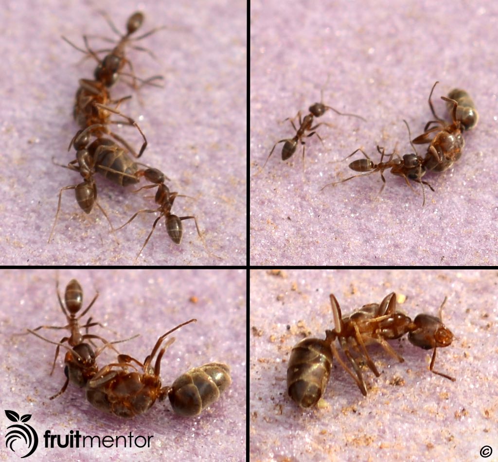 Hormigas obreras arrastrando a la hormiga argentina reina muerta.