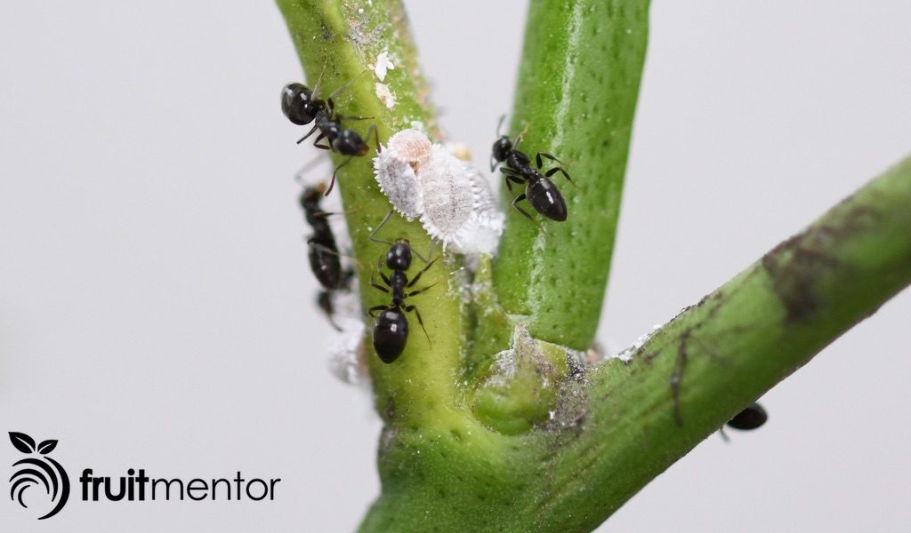 Cómo eliminar hormigas con cebo para hormigas.