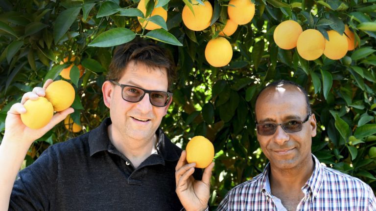 柑橘树的养护——解答柑橘树的施肥等一系列问题