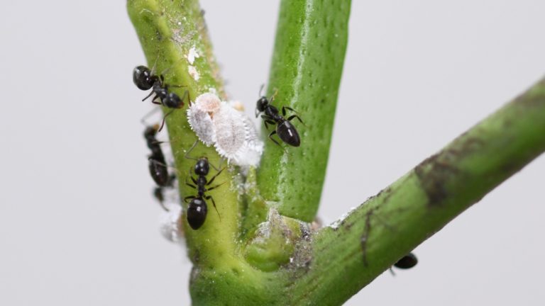 How to Keep Ants off Fruit Trees using Liquid Ant Bait
