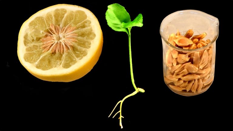Breeding and Growing Citrus from Seed to Overcome a Deadly Disease