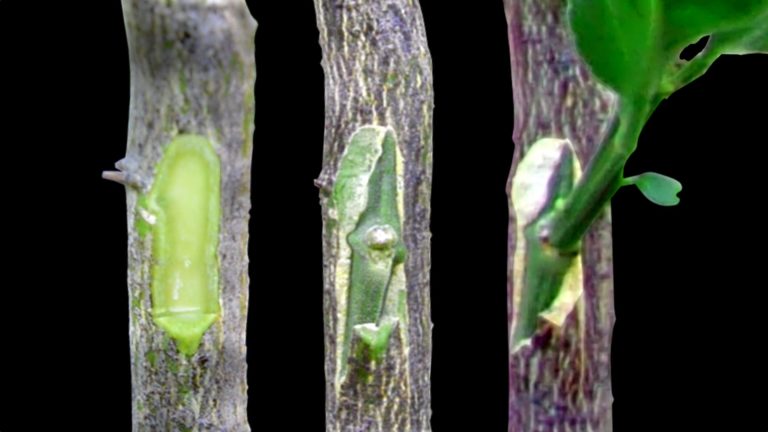 How to Successfully Bud Graft Citrus Trees