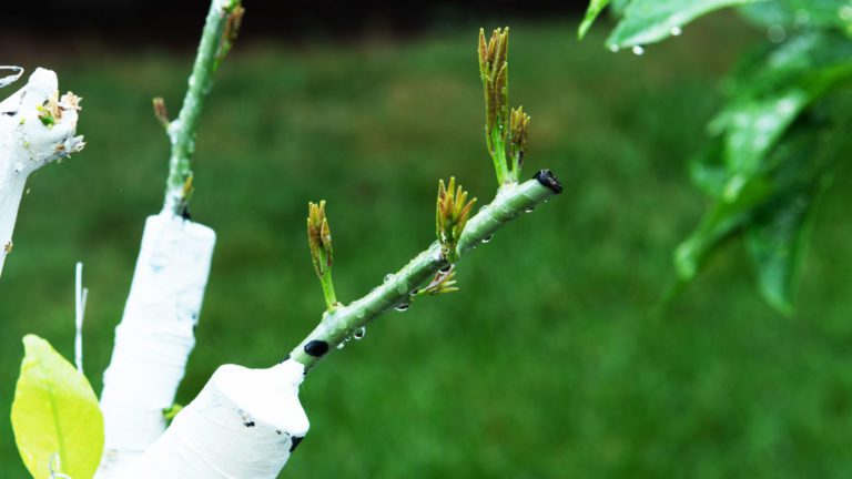 Grafting Citrus Trees – Best Time of Year