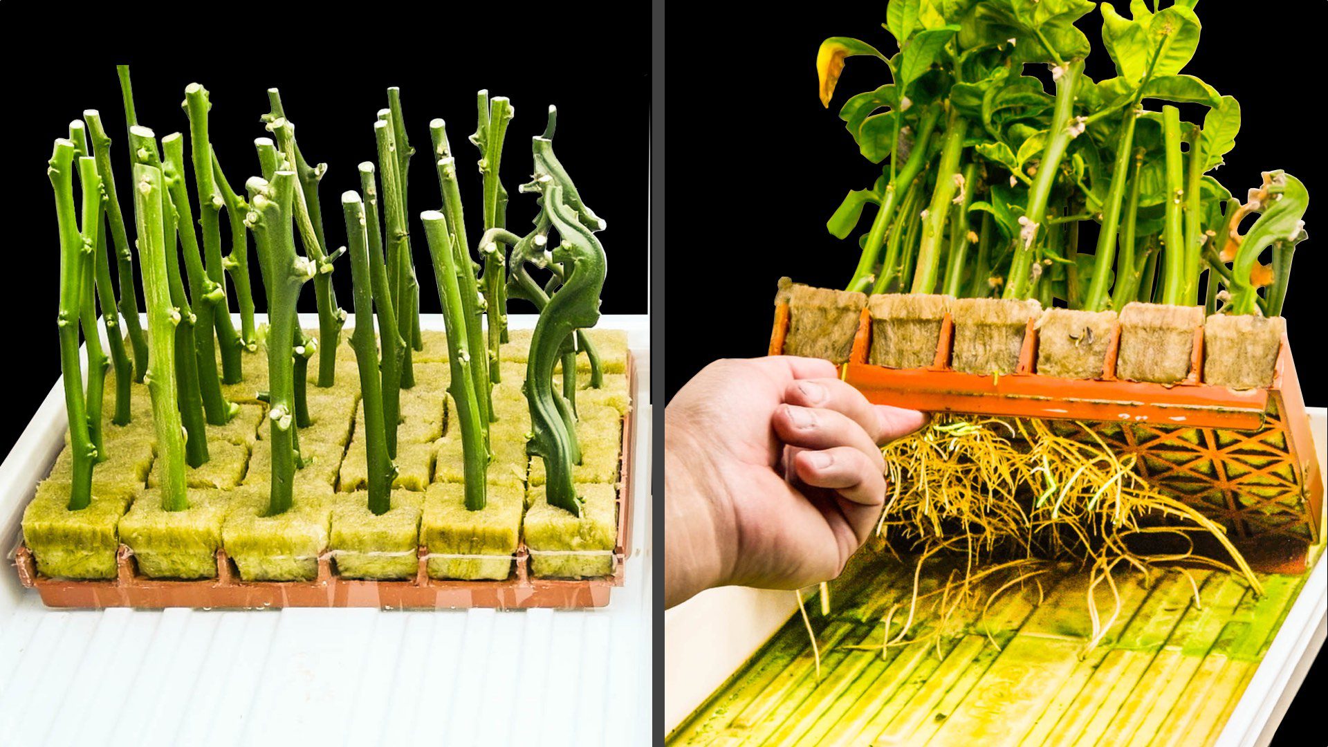 Esquejes de Cítricos para Cultivar Cítricos — Cómo Enraizar Portainjertos  de Cítricos - fruitmentor™